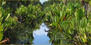 Circuit Mananjary - Manakara